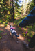 Perro en el sendero con correa Front Range Pink Rose