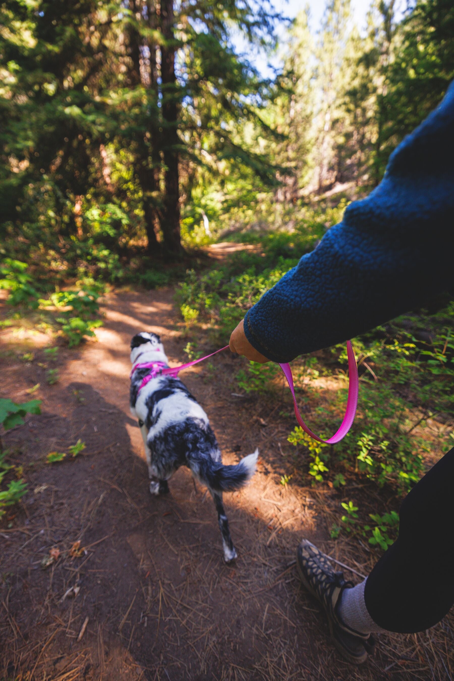 Perro en el sendero con correa Front Range Pink Rose