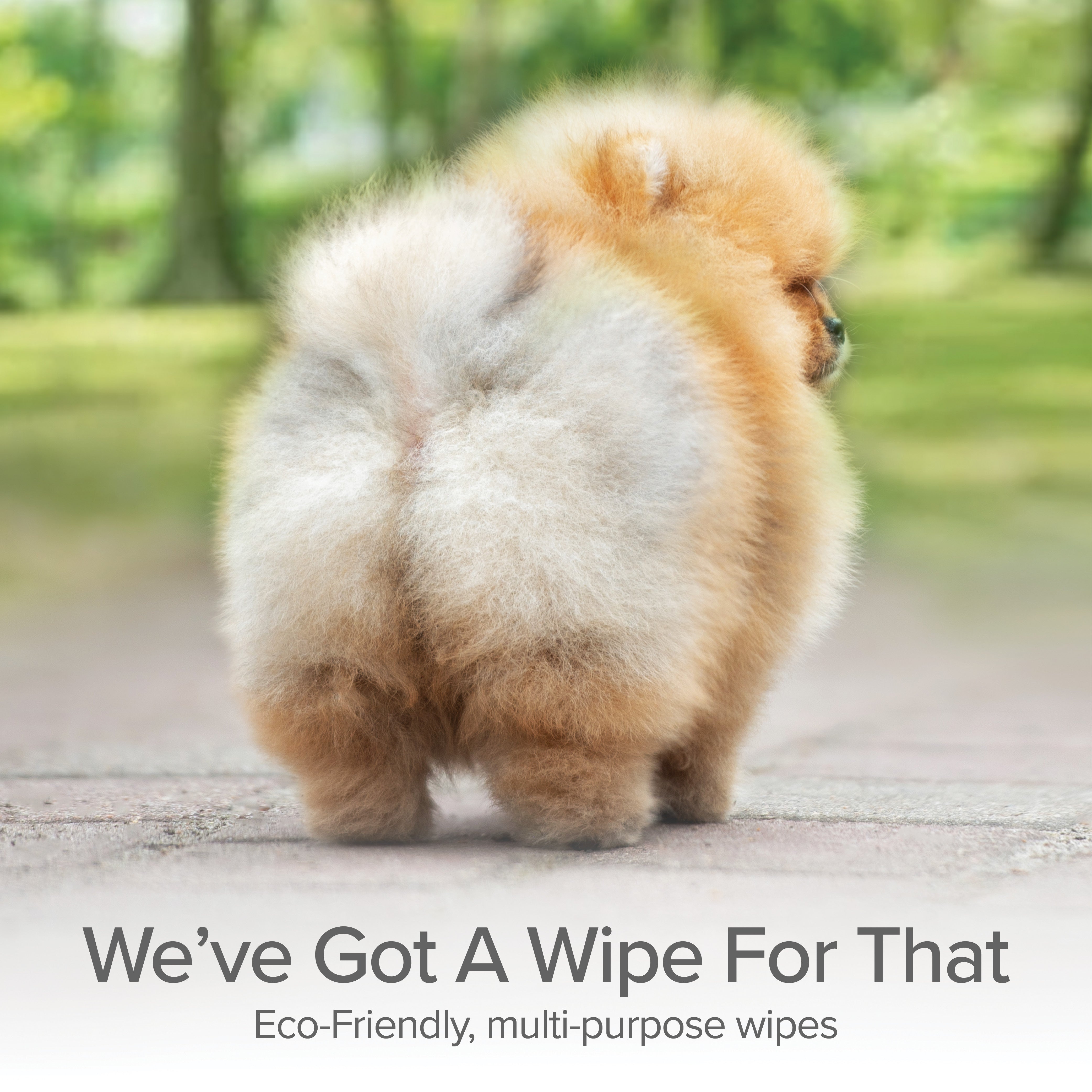 Perro pomerania; toallitas para patas y cuerpo