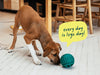 Comparativa del Walkabout de Woof frente a otros slow feeders