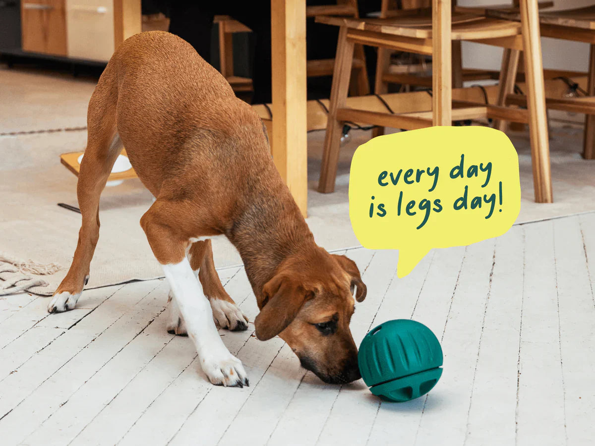 Comparativa del Walkabout de Woof frente a otros slow feeders