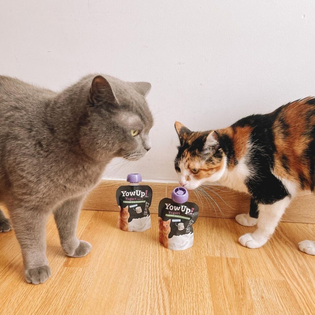Yogur Funcional Natural con Prebióticos para Gatos - Salud Digestiva | YowUp