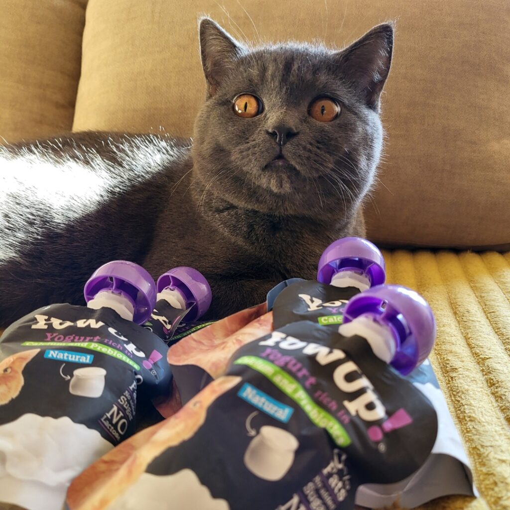 Yogur Funcional Natural con Prebióticos para Gatos - Salud Digestiva | YowUp