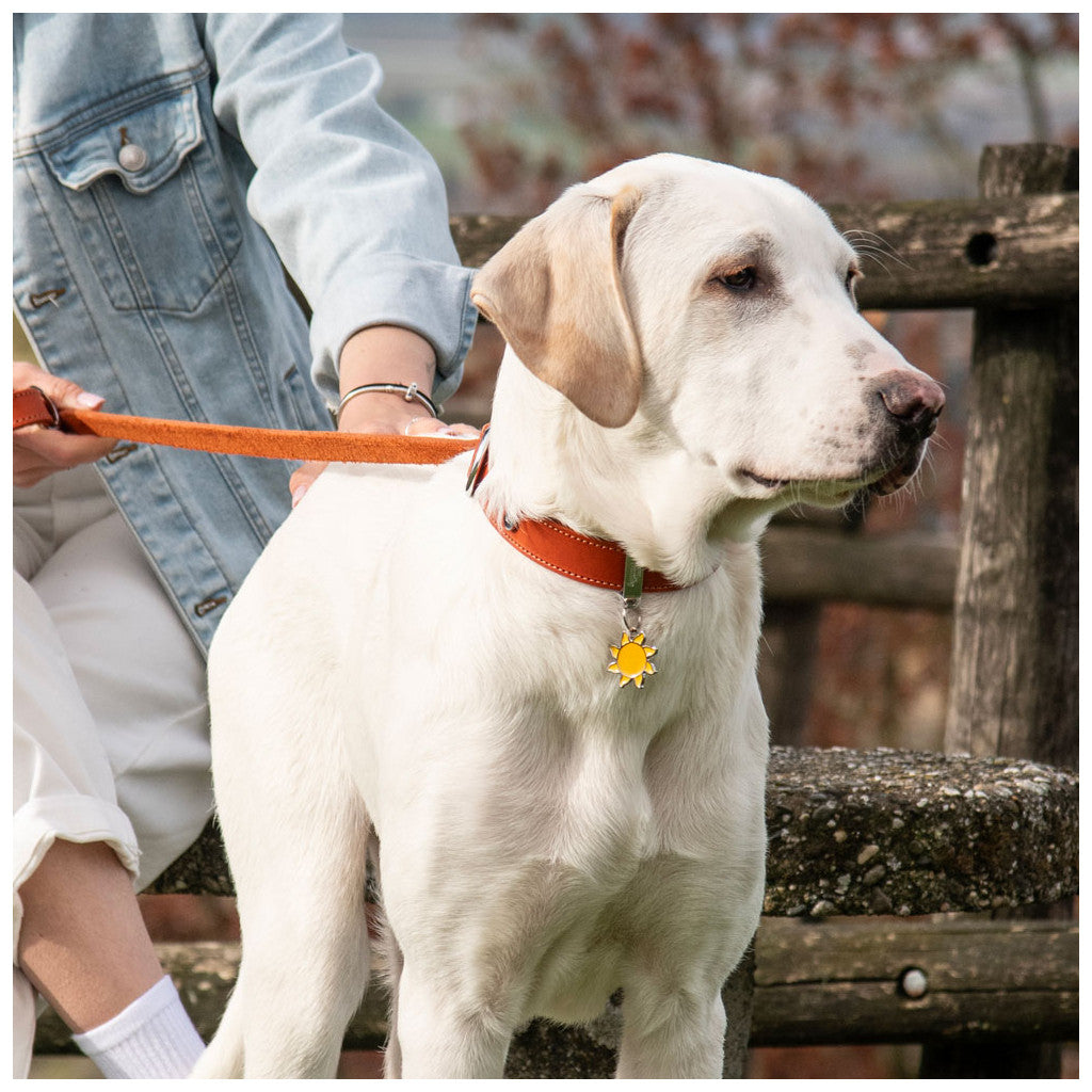 Placa ID Charms en Forma de Sol para Perros y Gatos | MyFamily ☀️