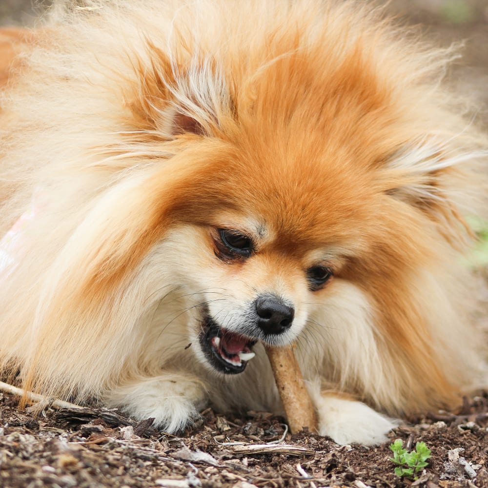 Premios Masticables Healthy Edibles Larga Duración Sabor Tocino para Perros | Nylabone