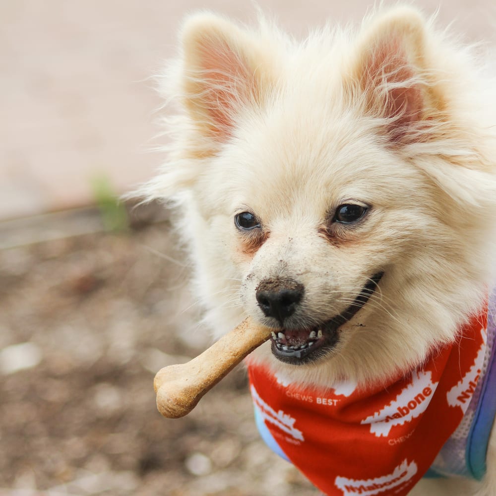 Premios Masticables Healthy Edibles Larga Duración Sabor Tocino para Perros | Nylabone