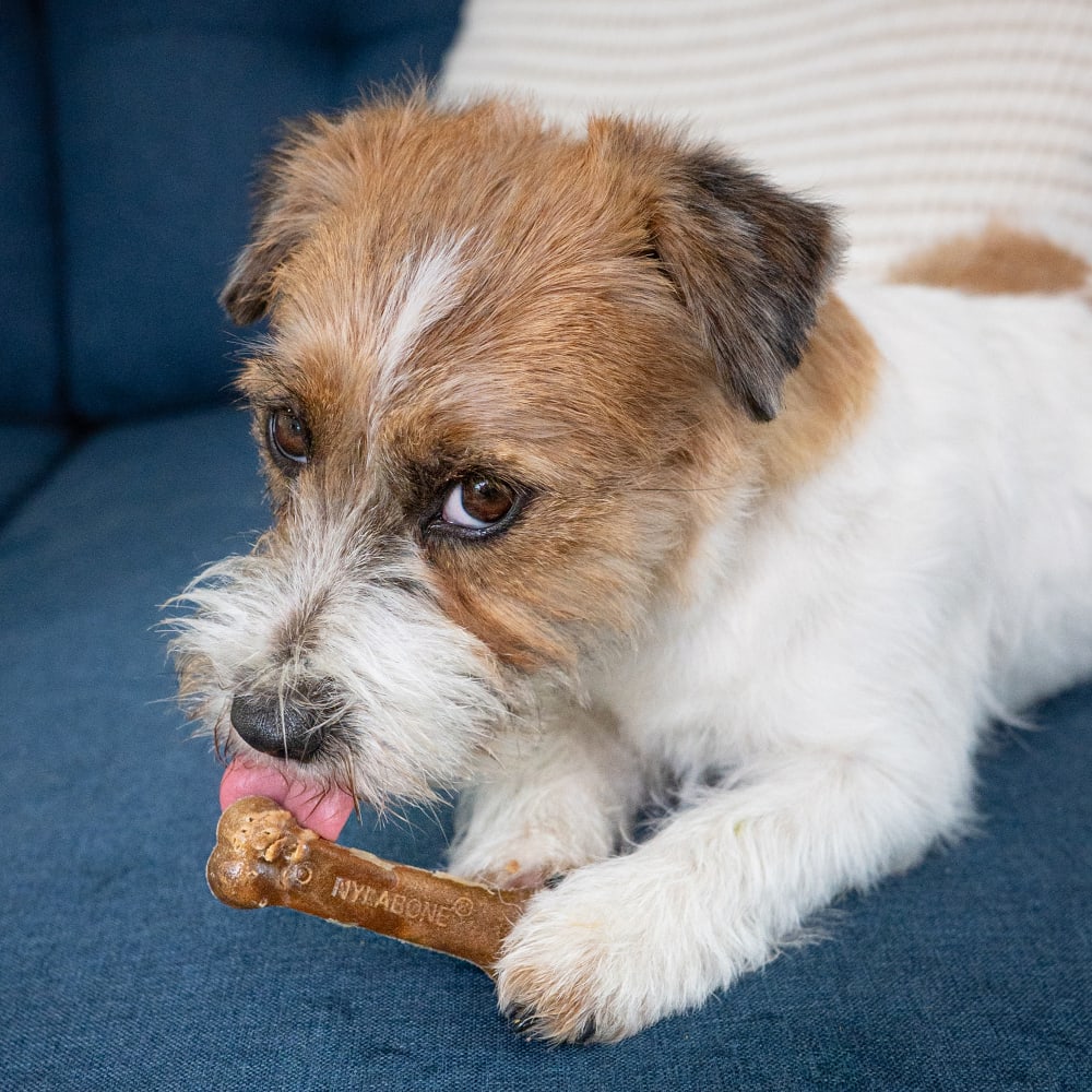 Premios Masticables Healthy Edibles Larga Duración Sabor Tocino para Perros | Nylabone
