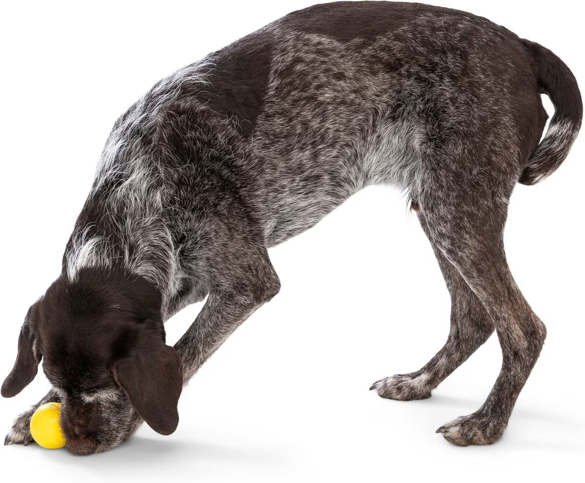 Boundr Glow de West Paw® Tamaño Grande – Pelota Squishy que Brilla en la Oscuridad para Perros