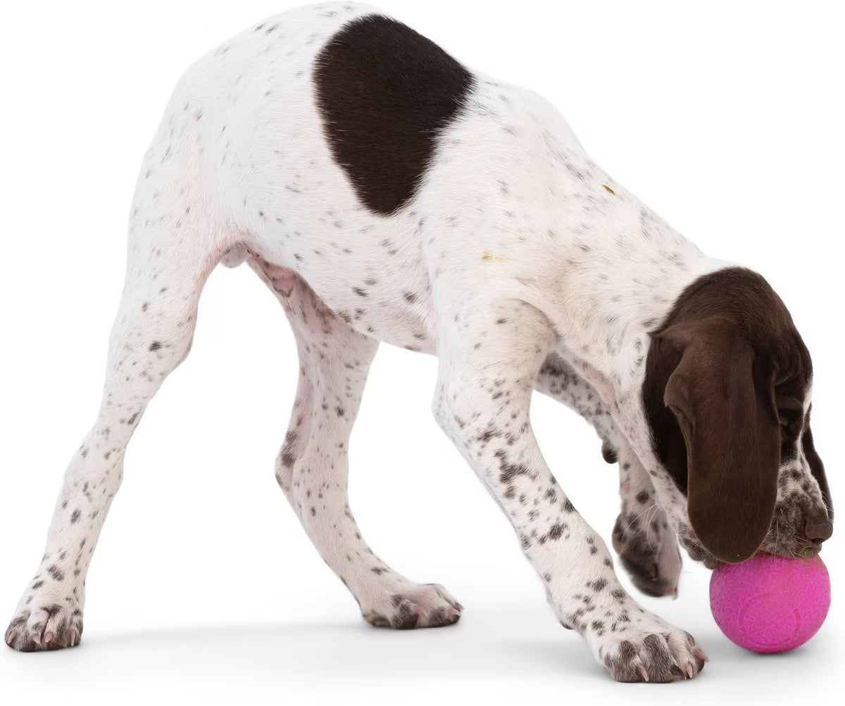 Boundr Glow de West Paw® Tamaño Grande – Pelota Squishy que Brilla en la Oscuridad para Perros