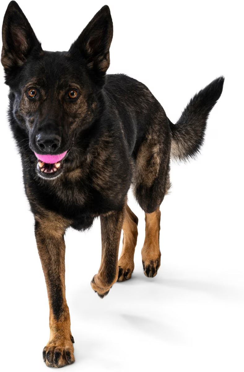 Boundr Glow de West Paw® Tamaño Grande – Pelota Squishy que Brilla en la Oscuridad para Perros