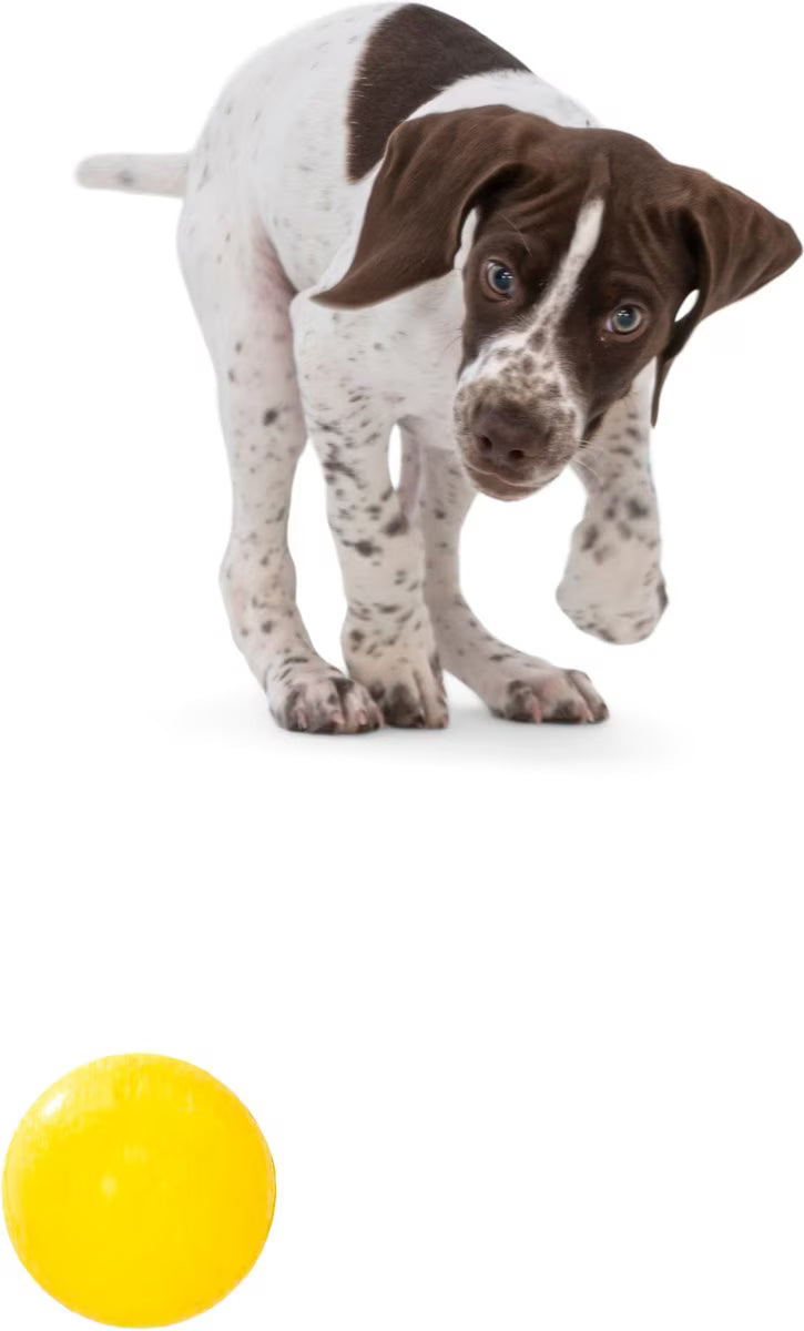 Boundr Glow de West Paw® Tamaño Grande – Pelota Squishy que Brilla en la Oscuridad para Perros