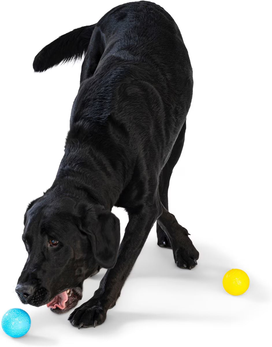 Boundr Glow de West Paw® Tamaño Grande – Pelota Squishy que Brilla en la Oscuridad para Perros