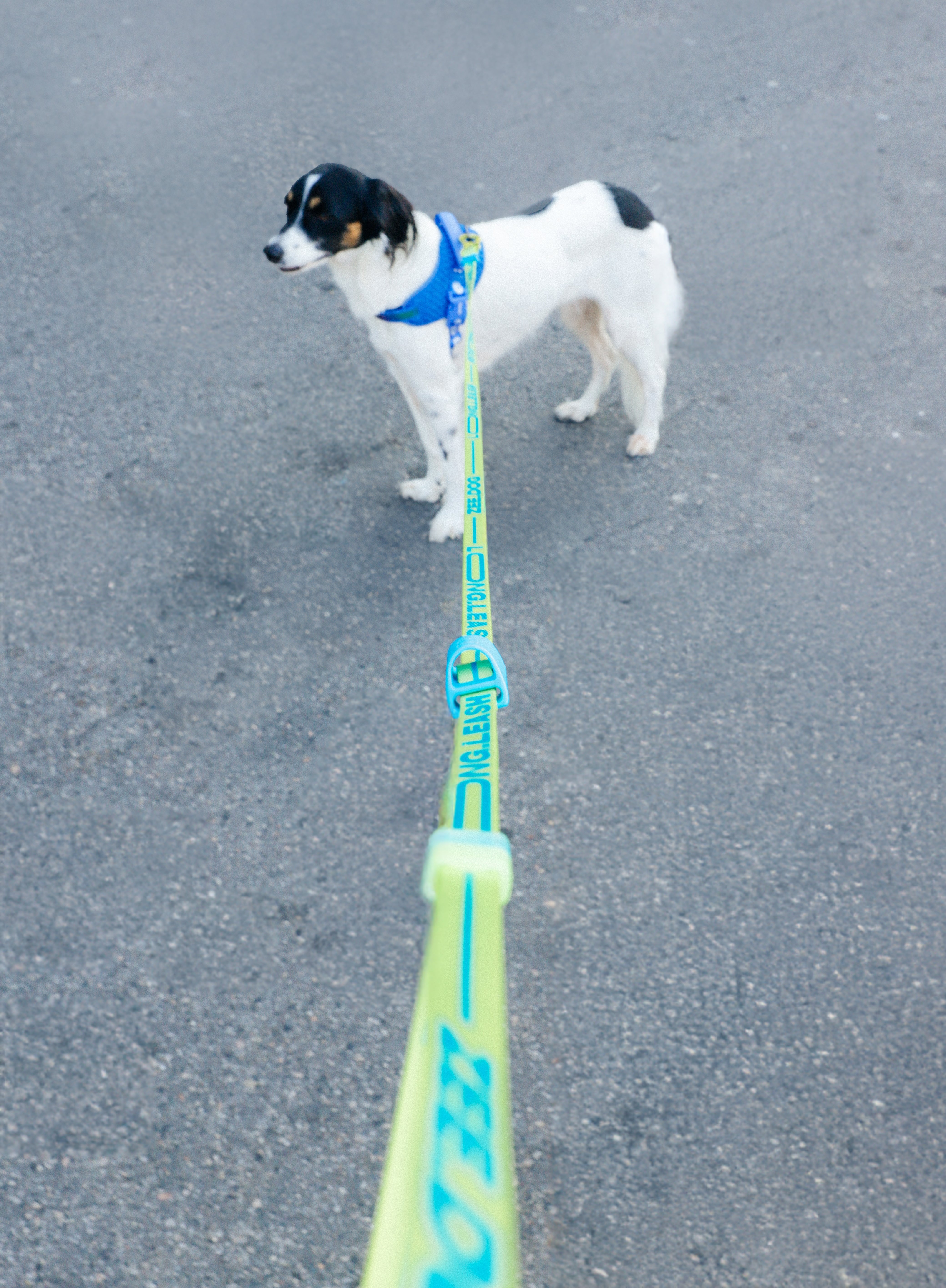 Correa Larga para Perro Zee.Dog Rayo - Ajustable y Resistente