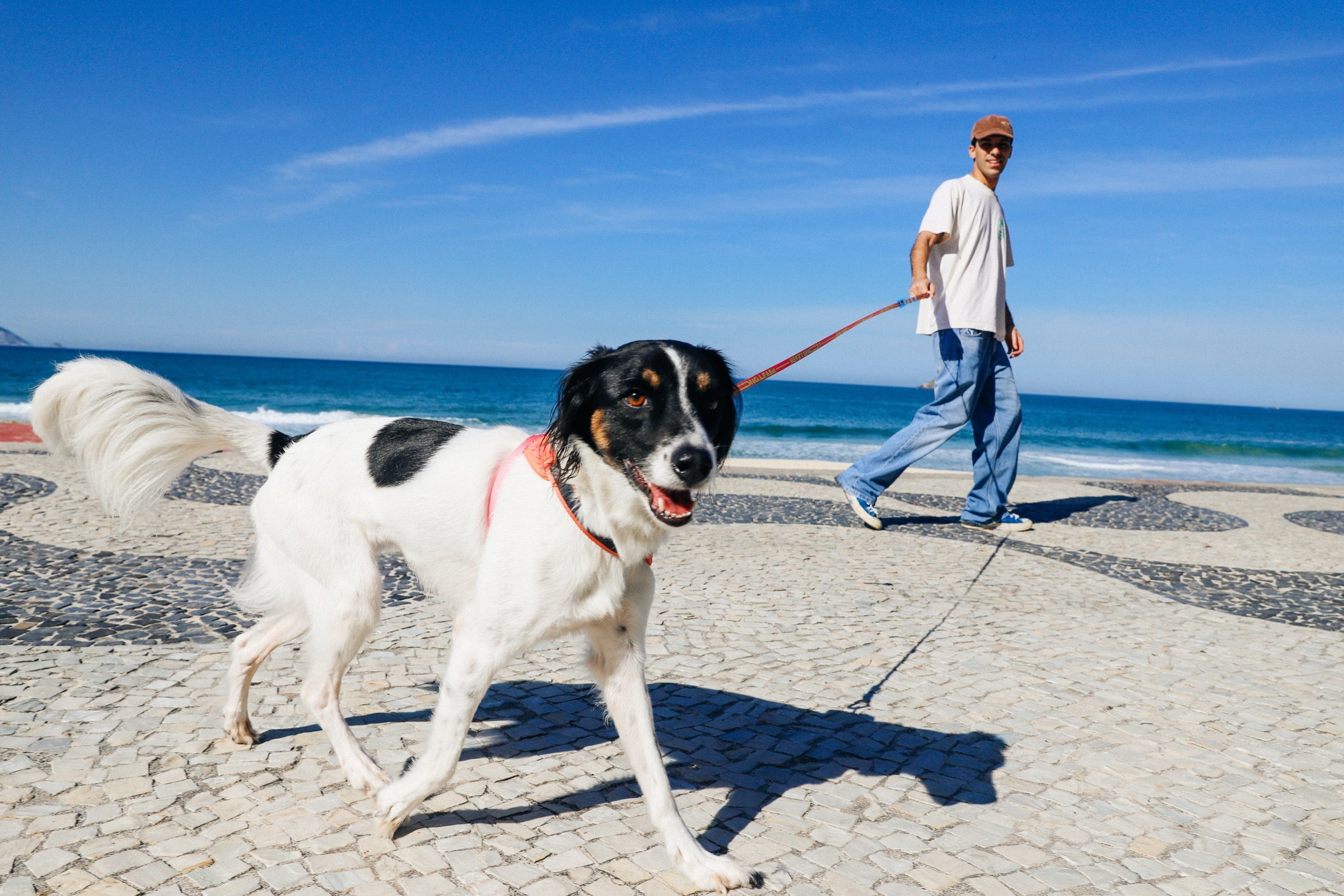 Correa Larga para Perro Zee.Dog Primo DRAGO - Ajustable y Resistente