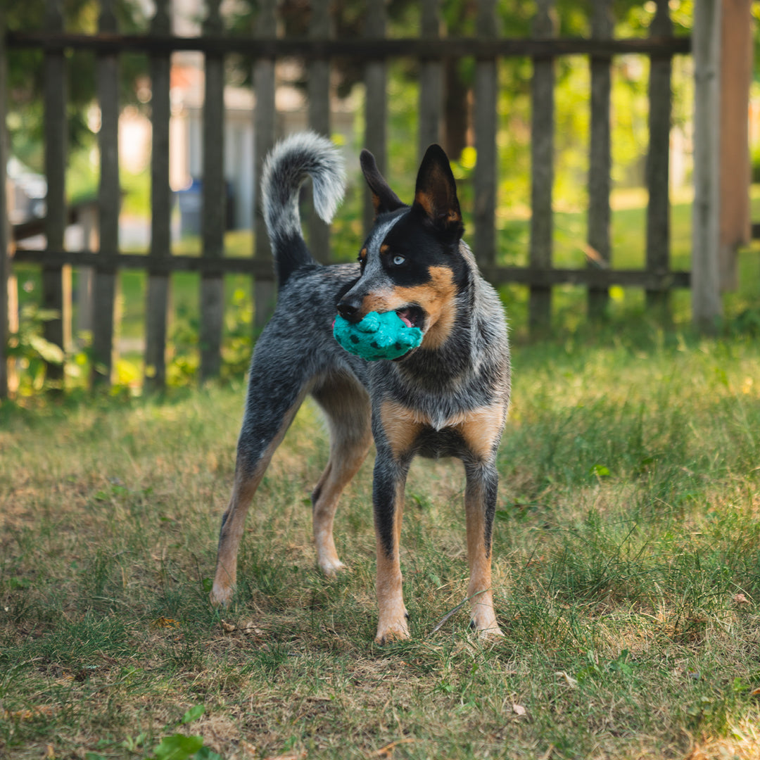 Cyclops Juguete en para Perros de — La Tienda de - Main Image