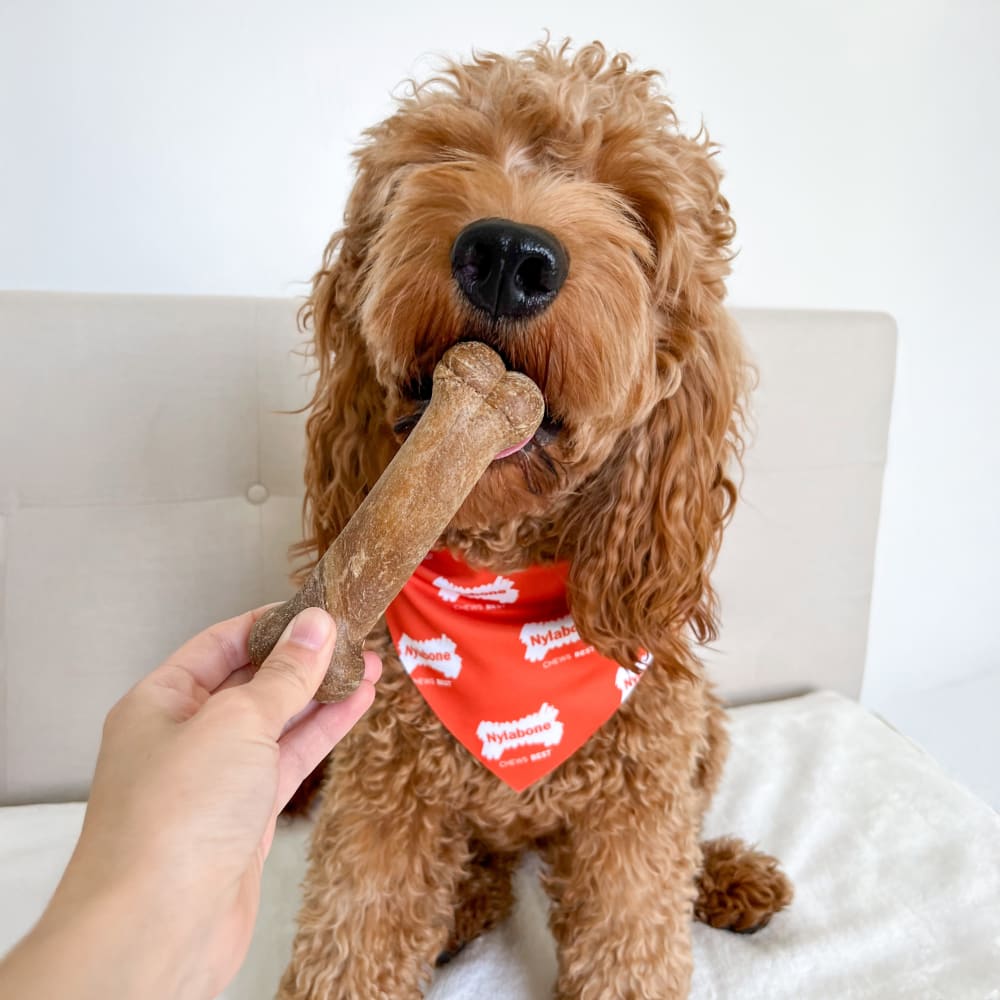 Premios Masticables Healthy Edibles Larga Duración Sabor Tocino para Perros | Nylabone