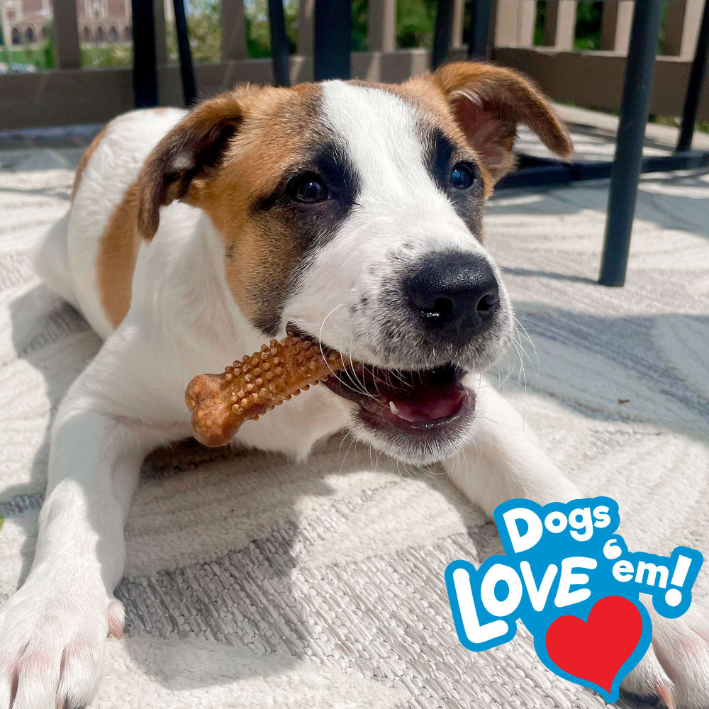 Premio Masticable Comestible Nubz Natural con Pollo para Perros - Grande (Large) | Nylabone