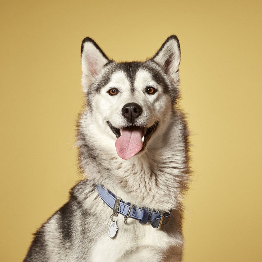 Placa ID Friends Husky Siberiano | MyFamily