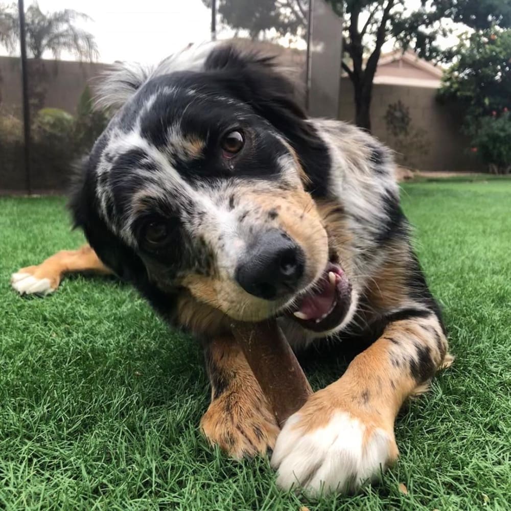 Premios Masticables Healthy Edibles Larga Duración Sabor Tocino para Perros | Nylabone