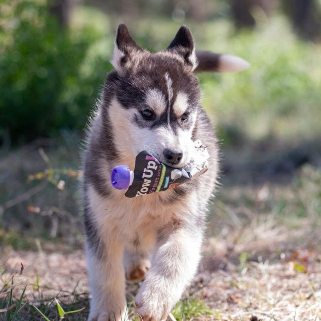 Yogur Funcional Natural con Prebióticos para Perros - Prebióticos | YowUp