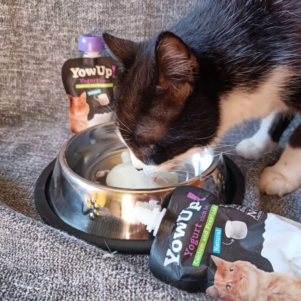 Yogur Funcional Natural con Prebióticos para Gatos - Salud Digestiva | YowUp