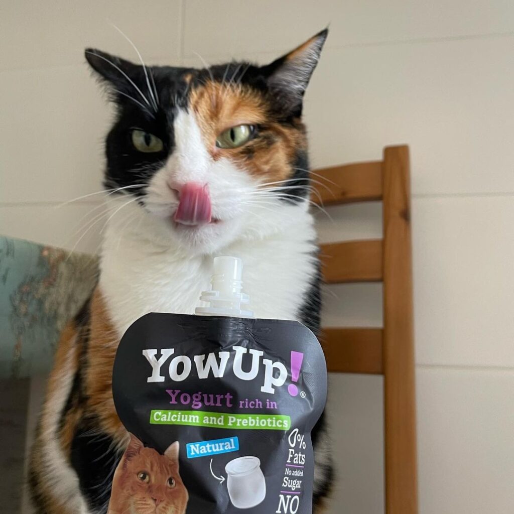 Yogur Funcional Natural con Prebióticos para Gatos - Salud Digestiva | YowUp