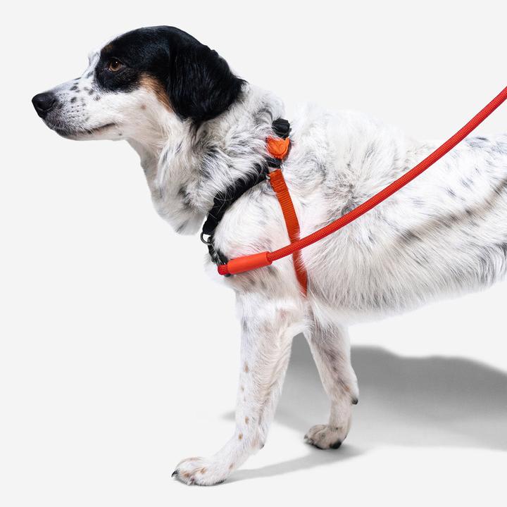 Arnés para Perros Fat Boy - Soft Walk Harness Zee.Dog