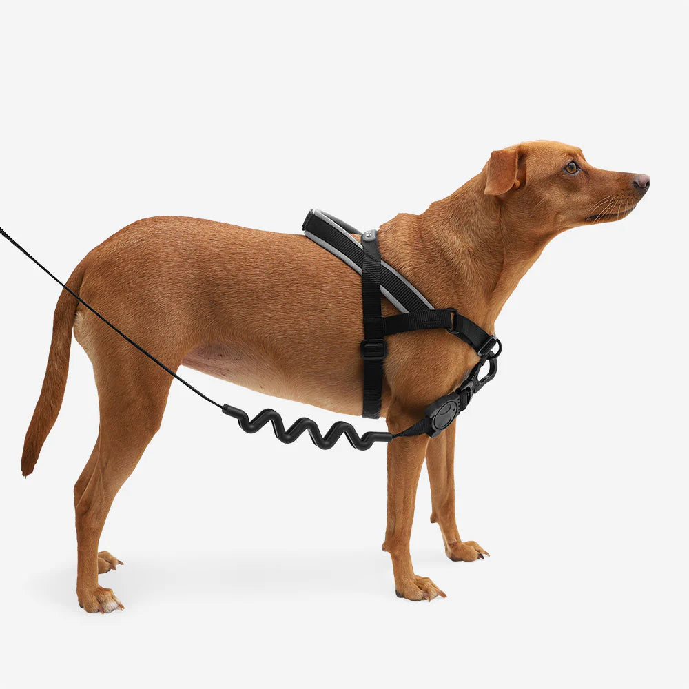 Arnés Anti-Tirones Gotham - Softer Walk Harness para Perros | Zee.Dog
