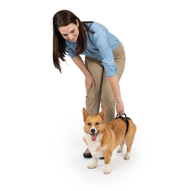 Arnés Trasero de Soporte CareLift™ para Perros | PetSafe