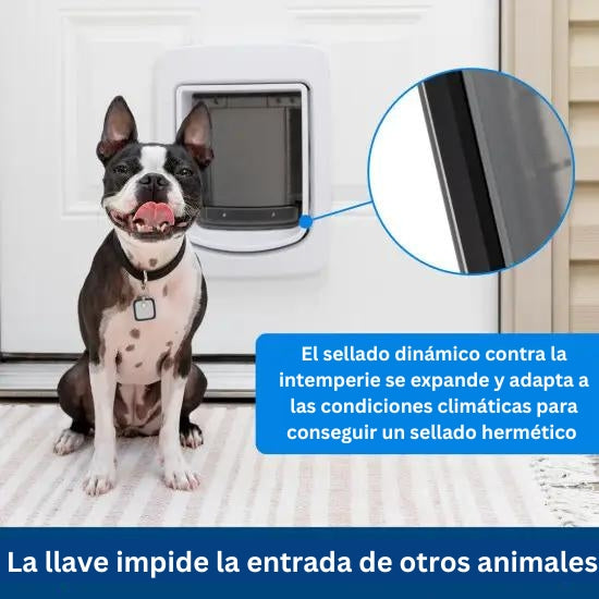 La puerta digital para mascotas que ya está de moda - Cadena Dial