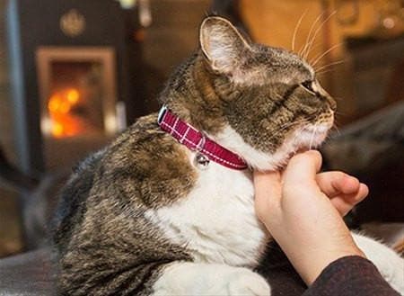 Collar de Seguridad Para Gatos - Kitty Breakaway Primary Rosa