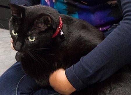 Collar de Seguridad Para Gatos - Kitty Breakaway Primary Negro