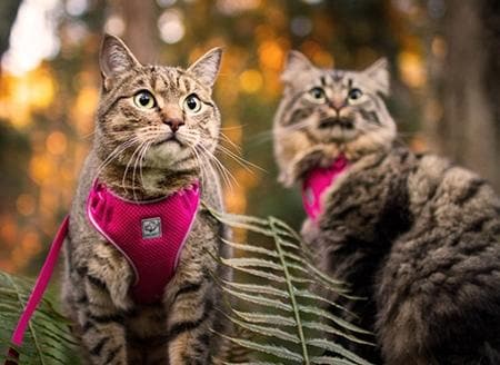 Arnes de Aventura para Gato -Estilo Maldives Adventure Kitty Harness RC Pets