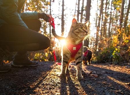 Arnes de Aventura para Gato -Camuflaje Adventure Kitty Harness RC Pets
