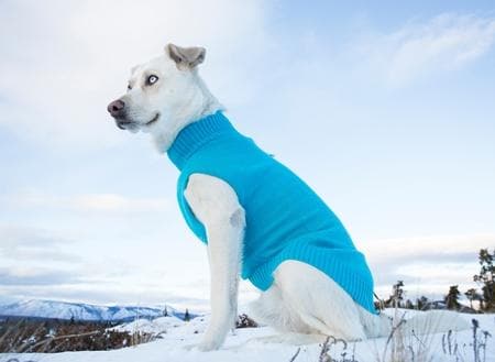 Suéter Super Reflejante para Perros en Azul
