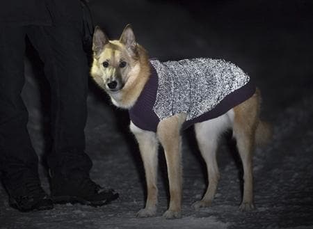 Suéter Super Reflejante para Perros en Morado