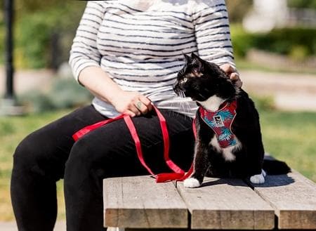Arnes de Aventura para Gato -Color Negro Adventure Kitty Harness RC Pets