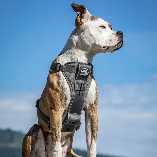 Pechera Gris para Perros para Que Viaje Seguro - Tru-Fit Smart Harness de Kurgo