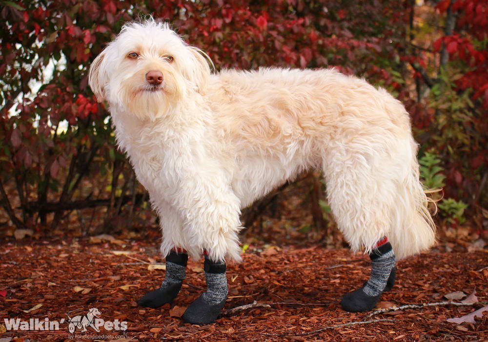 Rypet Calcetines antideslizantes para perros, 3 pares, calcetines de agarre  para perros con correas de control de tracción para interiores en suelos