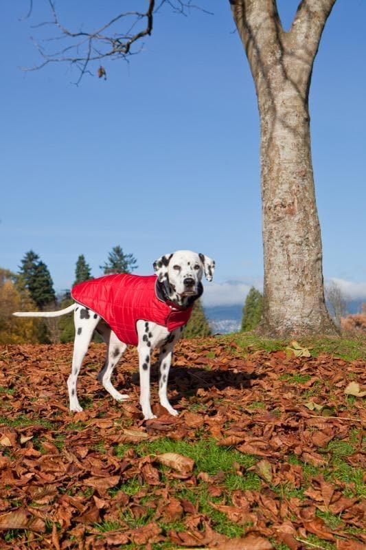 Chamarra para Perros Puff Doble Vista Azul Intenso/Azul Cyan - RC