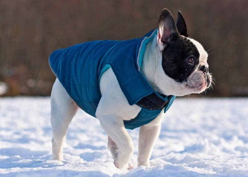 Chamarra para Perros Puff Doble Vista Azul Intenso/Azul Cyan - RC