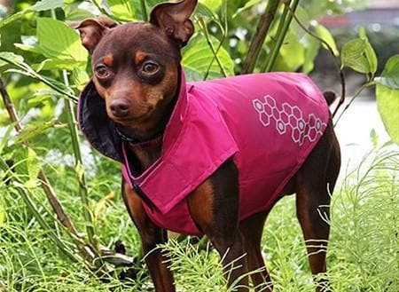 Venture Outerwear Electric Boysenberry -  Impermeable Rosa para Perros