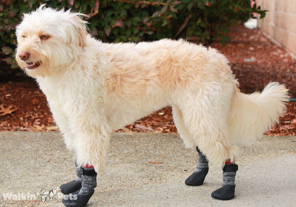 Calcetines Para Perro Walkin' Traction Socks de Walkin' Pets — La