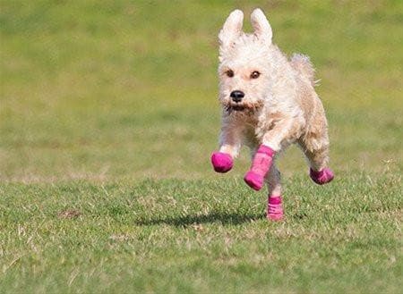 20 Bandas Elásticas Antideslizantes Para Botas De Perro - Color Azul, Ajustables, Protegen Patas En Exterior