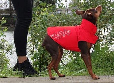 Venture Outerwear Electric Boysenberry -  Impermeable Rosa para Perros