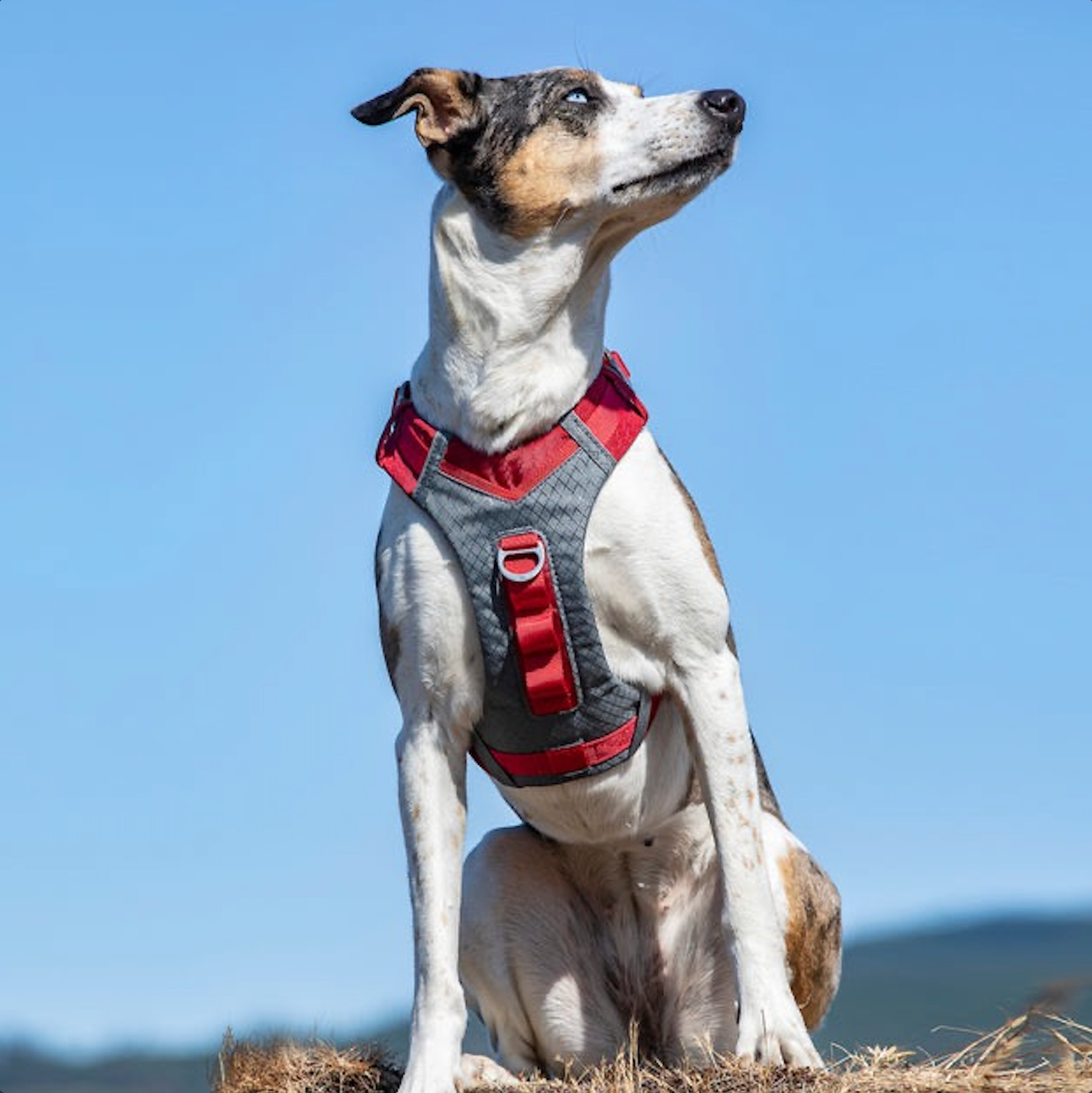Journey AIR Dog Harness de Kurgo en Purpura (Violeta)