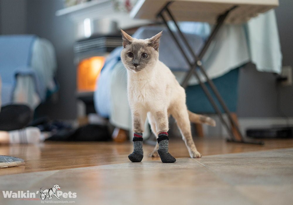 Calcetines Para Perro Walkin' Traction Socks de Walkin' Pets — La Tienda de  Frida & Chelsee