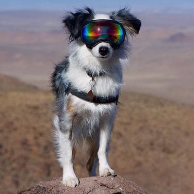 V2 Goggles Rex Specs - Lentes Para Perros Chicos de 4.5 a 12 kg