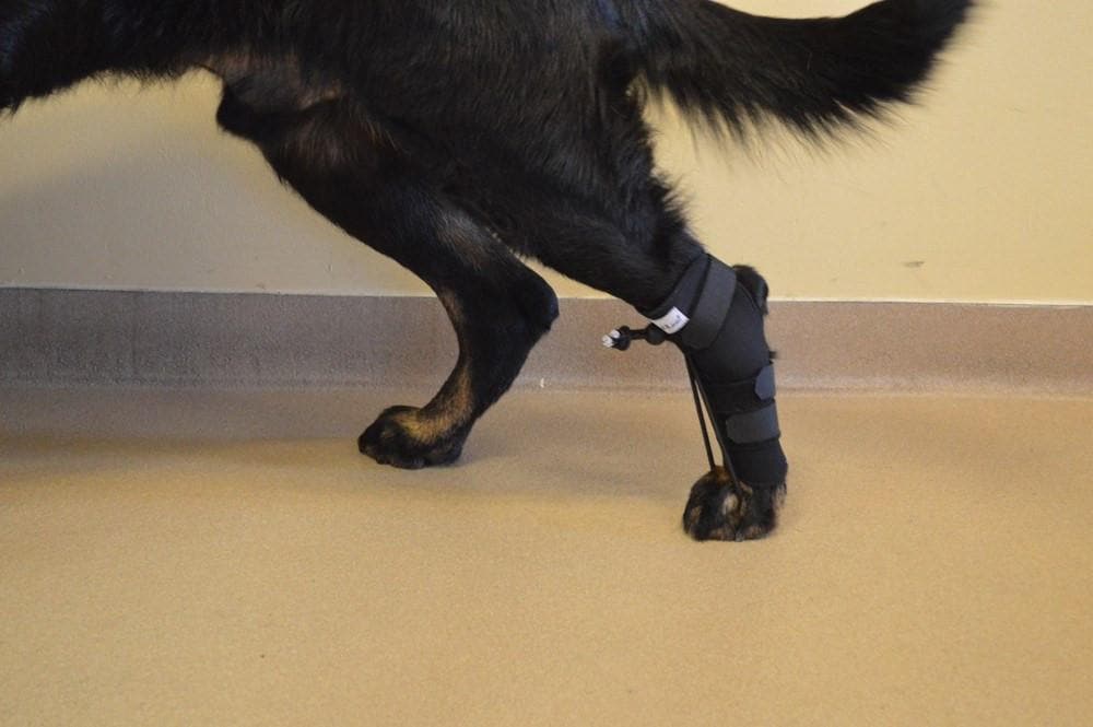No-Knuckling Training Sock Pata Trasera de Walkin' Pets