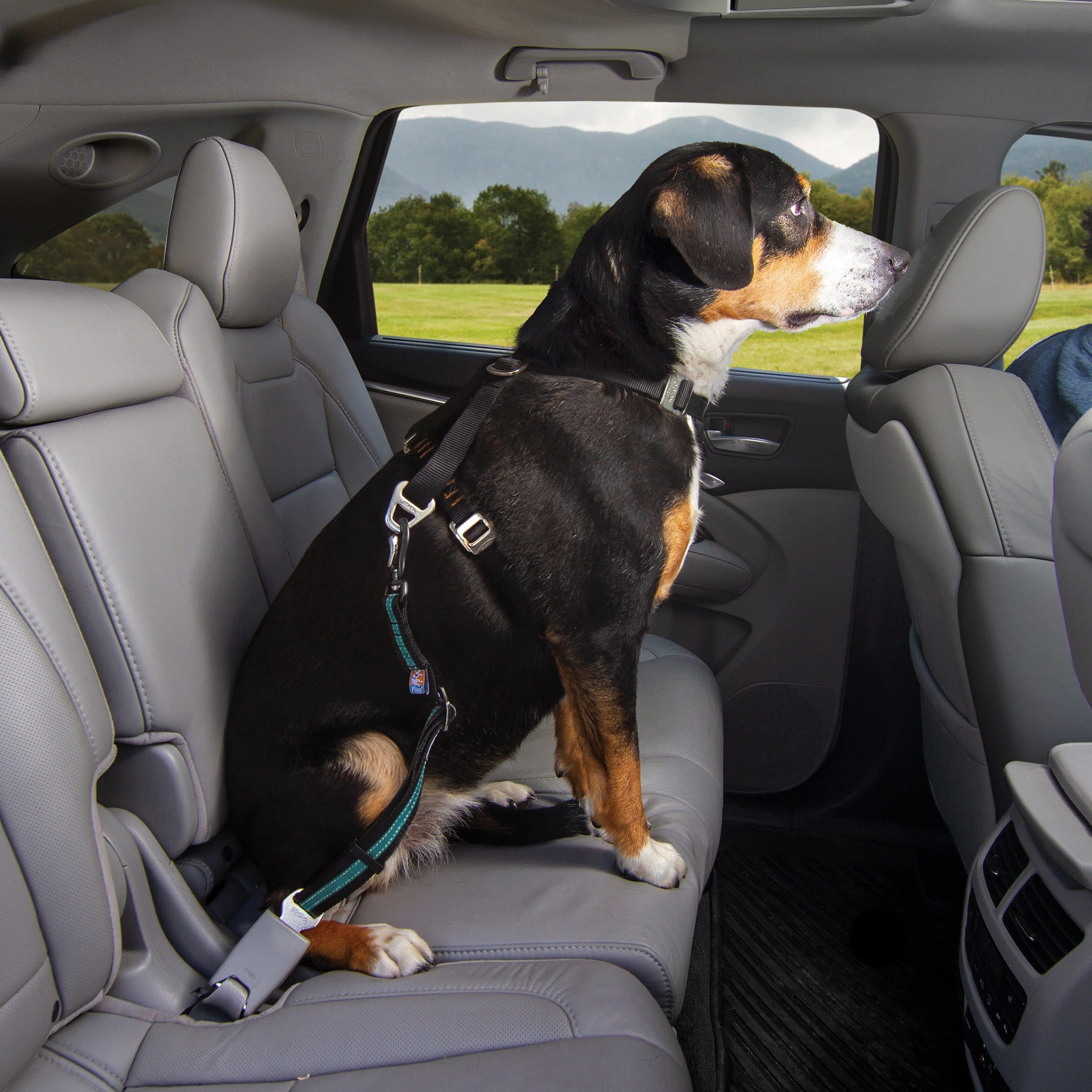 Cinturón De Giratorio de Seguridad Para Perros para el Auto - Kurgo® Direct to Seat belt Swivel Tether